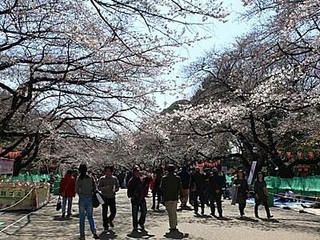 上野公園 サクラ